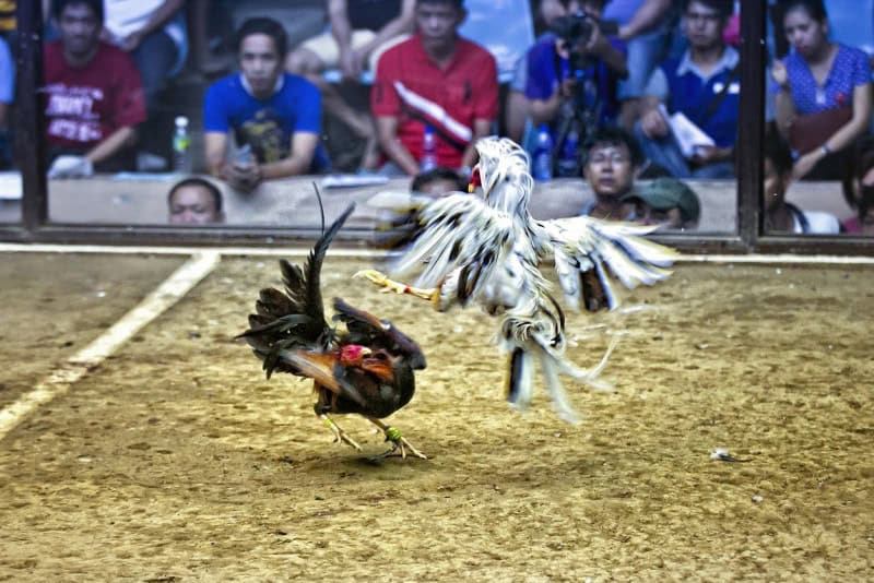 33Win Đá Gà - Sân Chơi Đá Gà Thomo Uy Tín 2026 Mới Nhất 4 Sân chơi cá cược an toàn